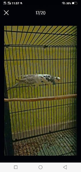 Australian parrots red eyes black eyes pairs available 11