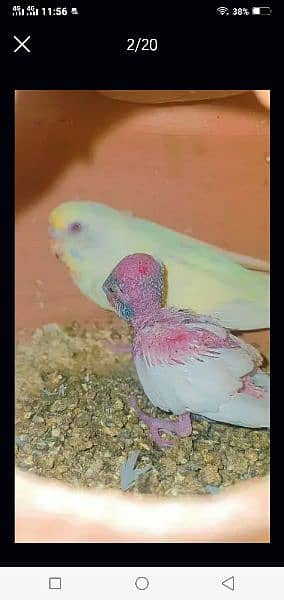Australian parrots red eyes black eyes pairs available 12