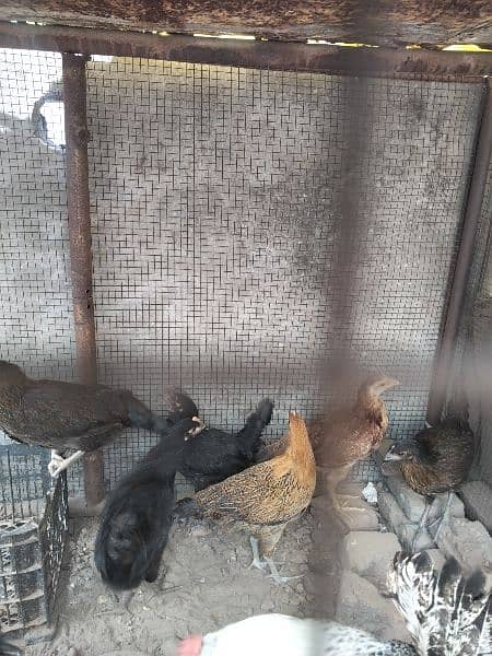 egg leaving hens available full active and healthy 14