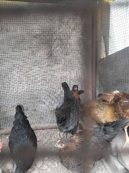egg leaving hens available full active and healthy 15