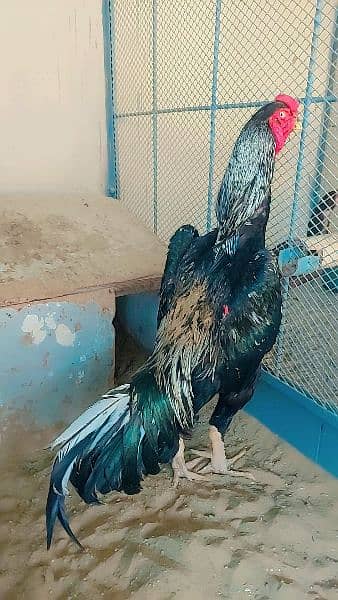 extra long big big height aseel murghay hens available 1