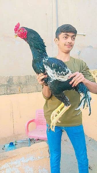 extra long big big height aseel murghay hens available 6
