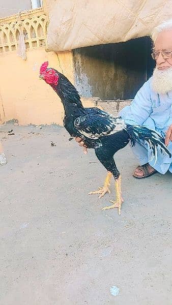 extra long big big height aseel murghay hens available 7