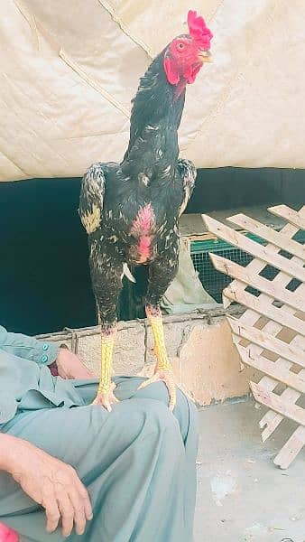 extra long big big height aseel murghay hens available 8