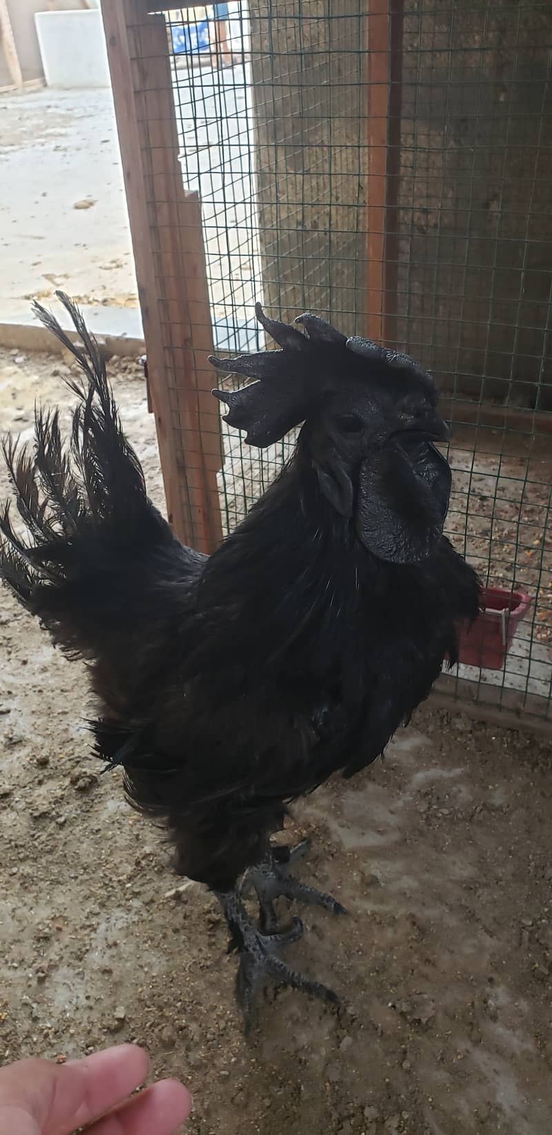 Ayam cemani  black  tongue  chicks 1