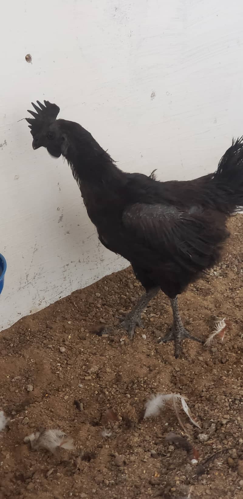 Ayam cemani  black  tongue  chicks 2