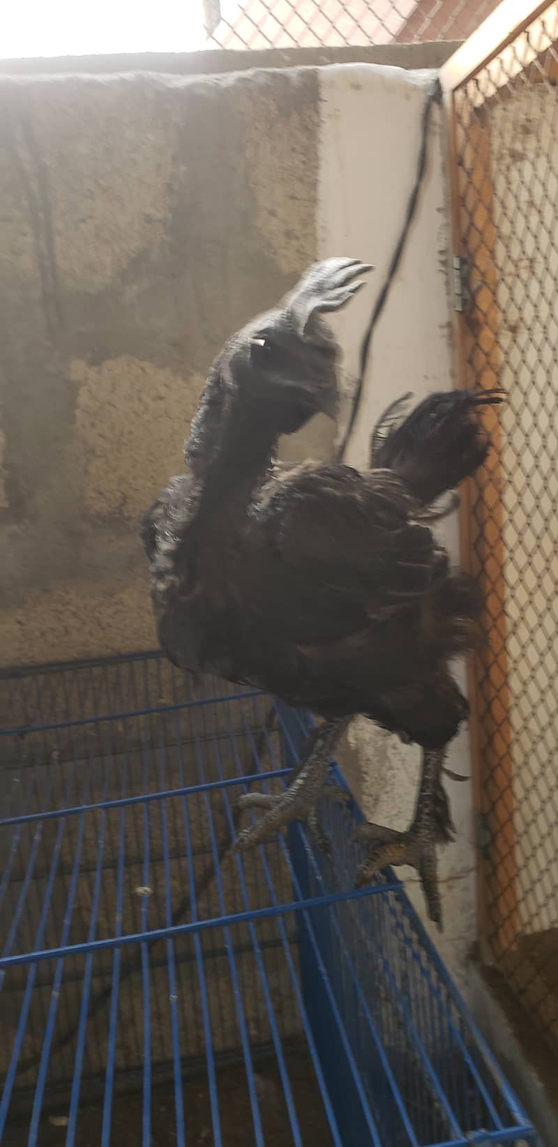 Ayam cemani  black  tongue  chicks 4