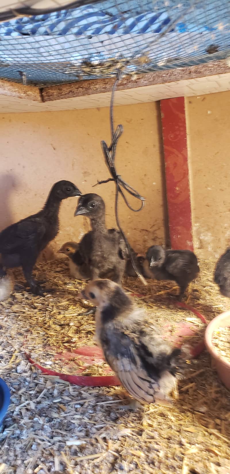 Ayam cemani  black  tongue  chicks 6