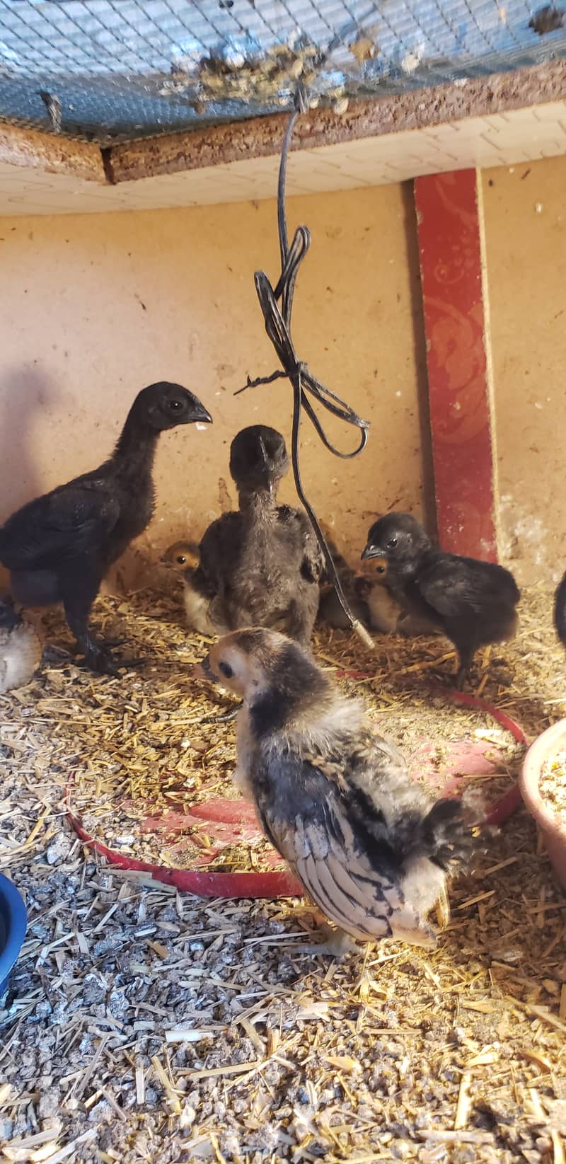 Ayam cemani  black  tongue  chicks 7