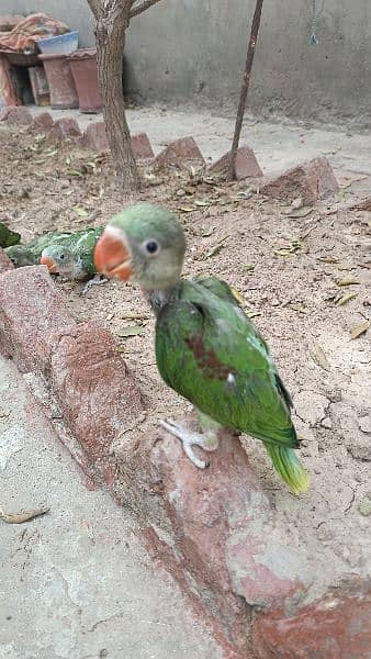 raw parrot chicks 2