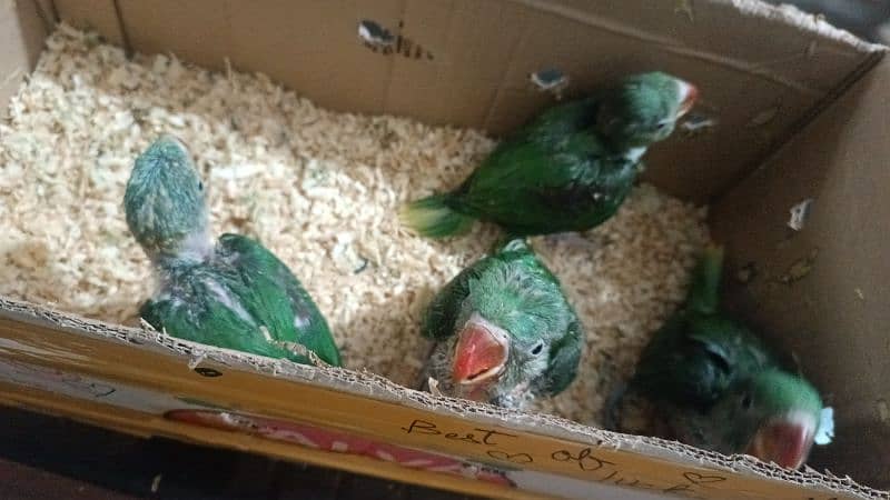 raw parrot chicks 3