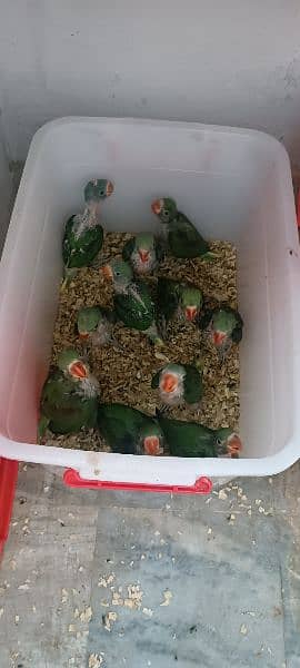 raw parrot chicks 4