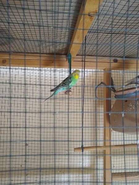 Australian Budgies parrot 0