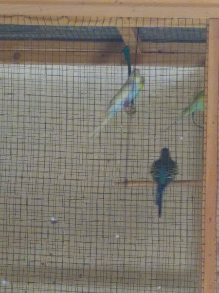 Australian Budgies parrot 3