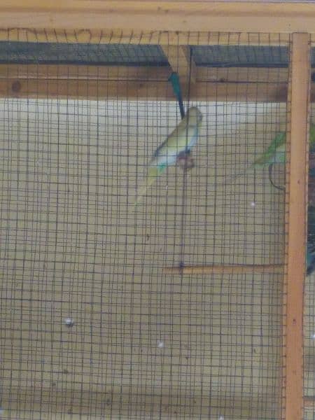 Australian Budgies parrot 8