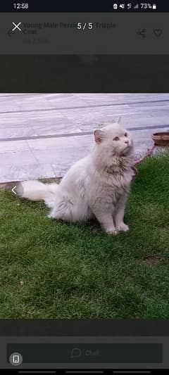 triple coated persian cat