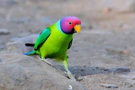 Ringneck parrot