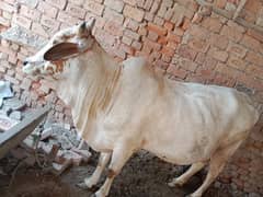 cow for sale hy