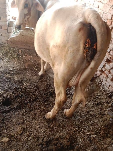 cow for sale hy 2