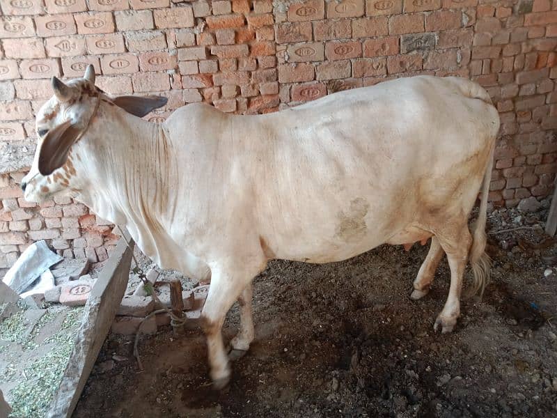 cow for sale hy 3