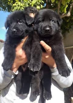 black Shepherd puppy for sale