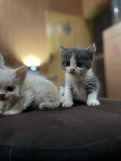 Double Coated Bicolor Persian cross British shorthair kittens