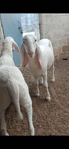 Male Sheep Pair 0