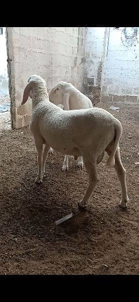 Male Sheep Pair 1