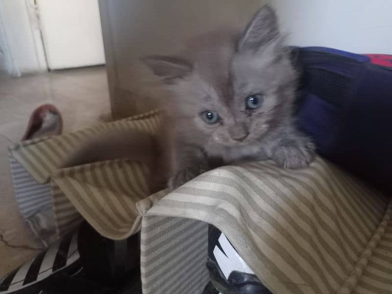 Adorable Light Grey Persian Kittens Looking for a Loving Home 1