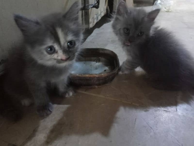 Adorable Light Grey Persian Kittens Looking for a Loving Home 3