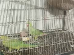 green parrot for sale healthy with gage