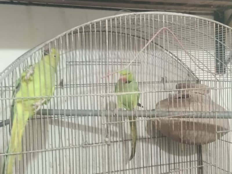 green parrot for sale healthy with gage 1