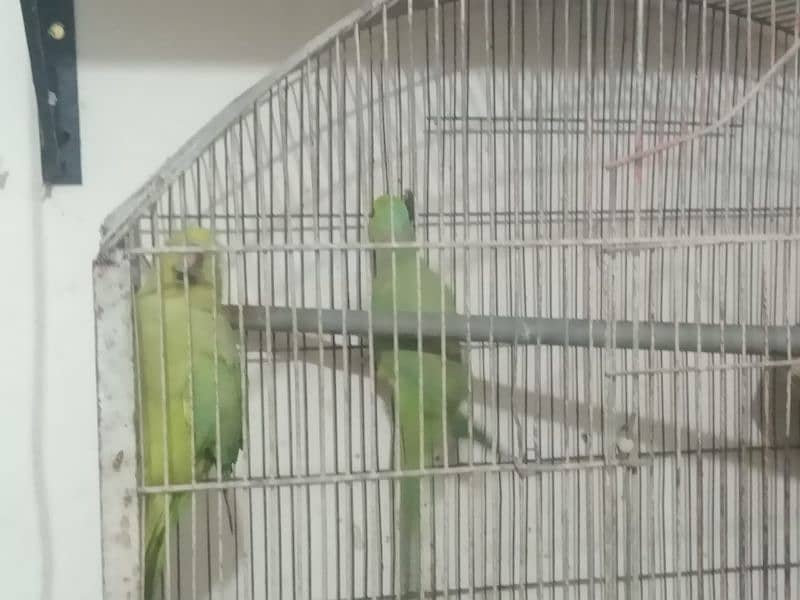 green parrot for sale healthy with gage 2