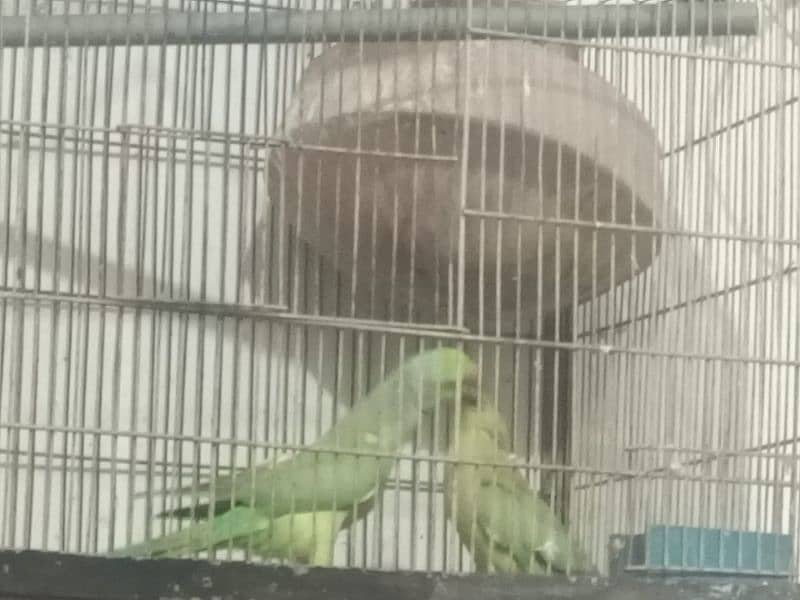 green parrot for sale healthy with gage 3