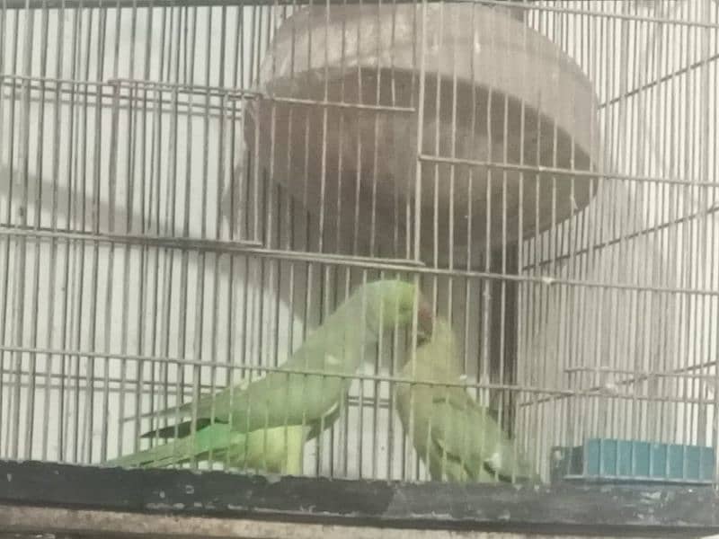 green parrot for sale healthy with gage 4