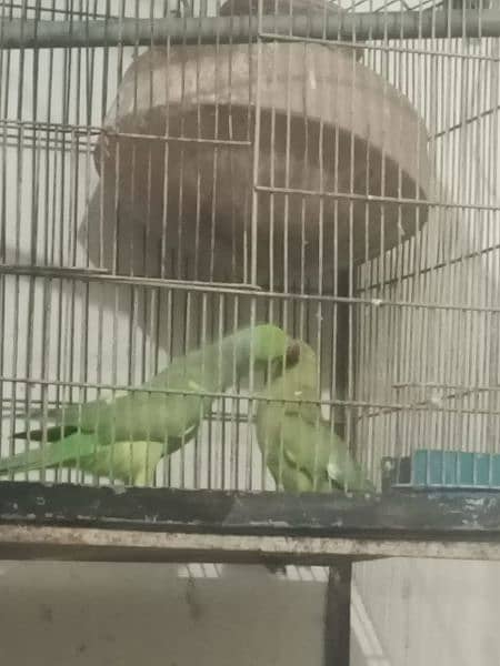 green parrot for sale healthy with gage 5