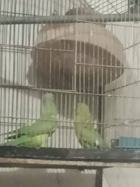 green parrot for sale healthy with gage 6
