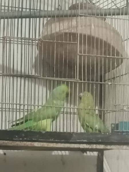 green parrot for sale healthy with gage 7