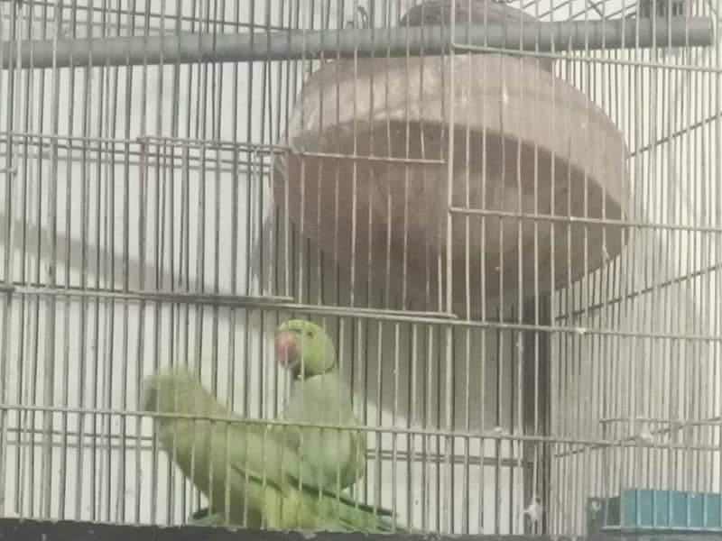 green parrot for sale healthy with gage 8