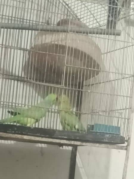 green parrot for sale healthy with gage 9