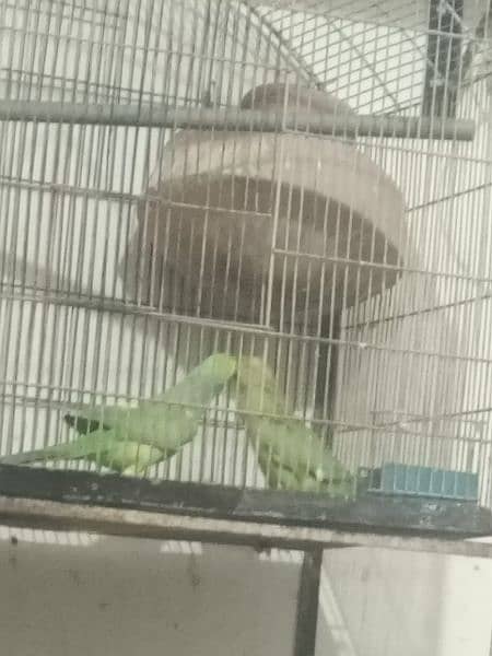 green parrot for sale healthy with gage 10