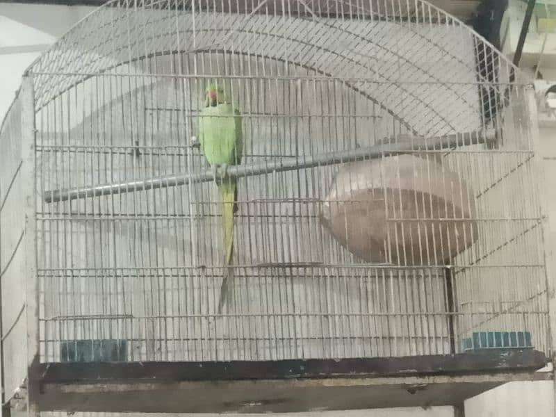 green parrot for sale healthy with gage 11