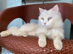 Persian white Cat Green and Blue Eyes 0