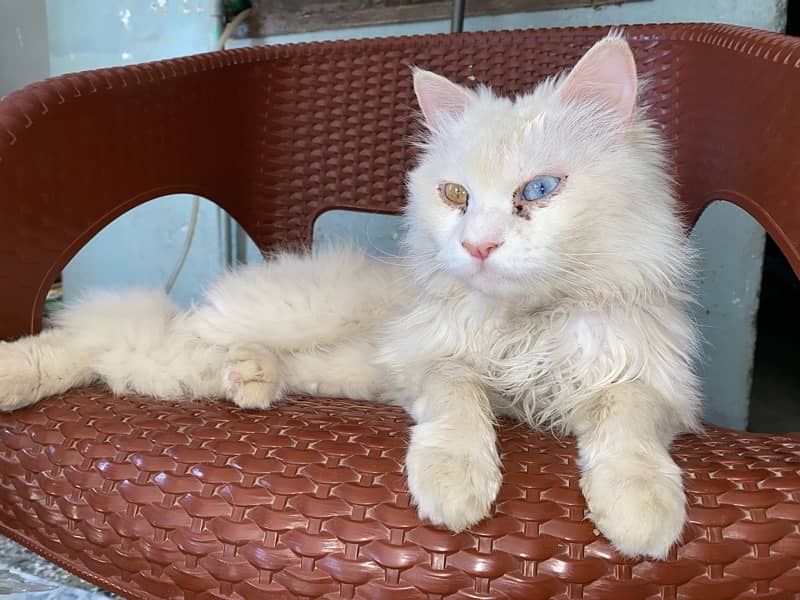 Persian white Cat Green and Blue Eyes 1