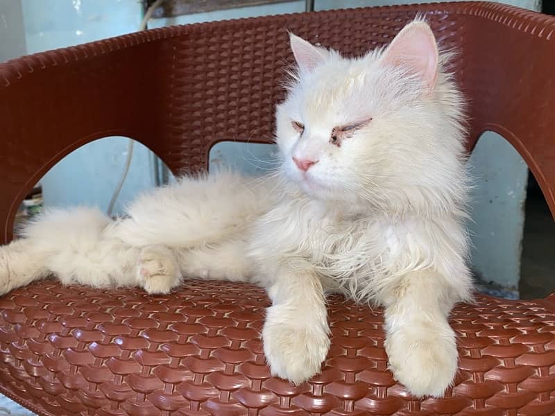 Persian white Cat Green and Blue Eyes 2