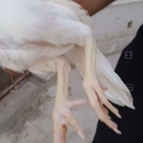 Heera aseel adult chicks for sale 0