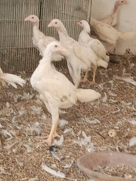 Heera aseel adult chicks for sale 2