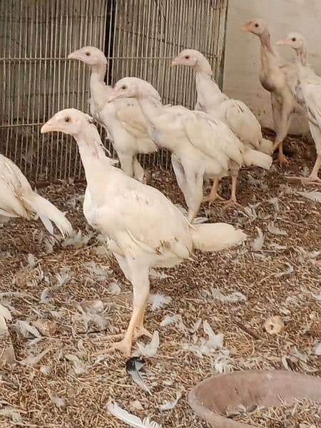 Heera aseel adult chicks for sale 4