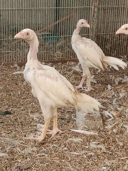 Heera aseel adult chicks for sale 5