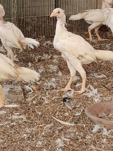 Heera aseel adult chicks for sale 6